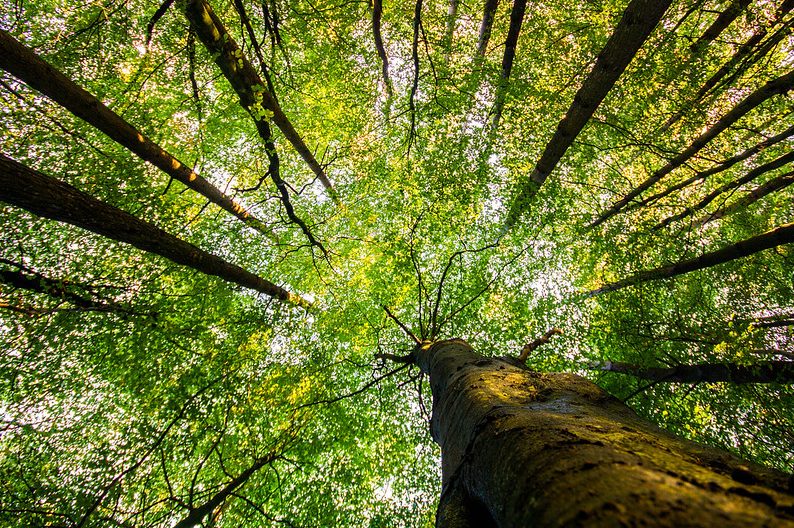 Forest of Bowland trees ground shot looking up