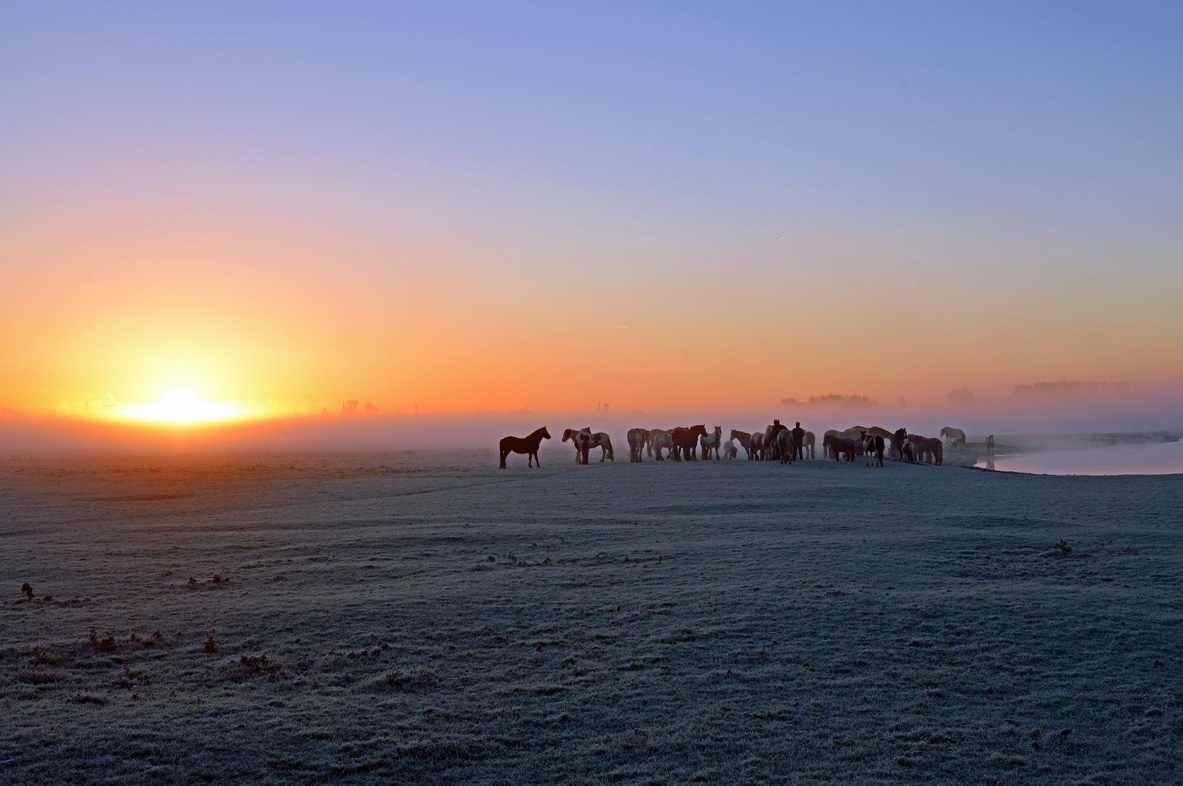 Sunrise over a wintry plain featuring a pack of horses