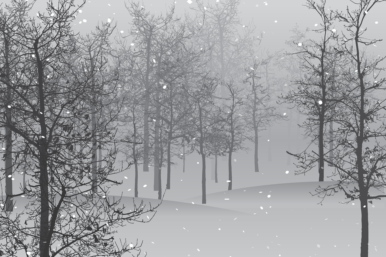 winter forest scene