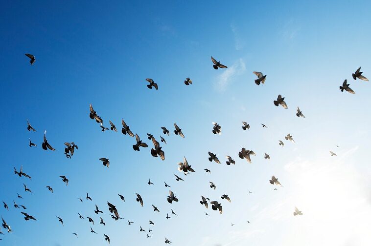 birds flying