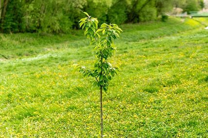 tree sapling